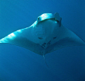   Glorious Manta Koh Bon  